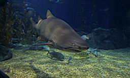 Siam Ocean World Bangkok_3309.JPG